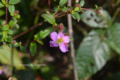 Osbeckia octandra